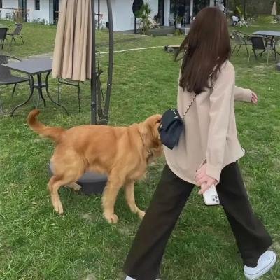 长腿姐姐